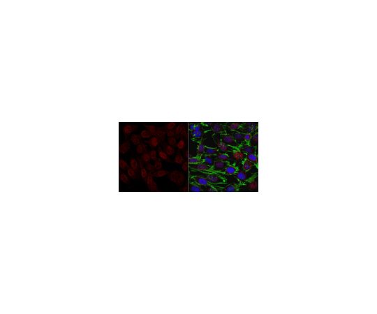 Anti-GADD153/DDIT3/CHOP Antibody, clone 5E5.3