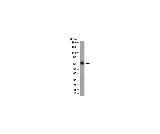 Anti-Atlastin-1 Antibody, clone 3194