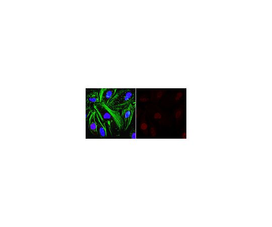 Anti-O-Linked N-Acetylglucosamine Antibody, clone RL2