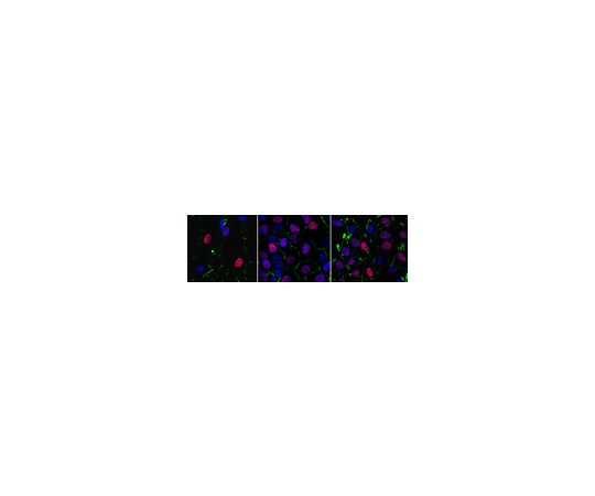 Anti-Geminin Antibody, clone 4B10.1