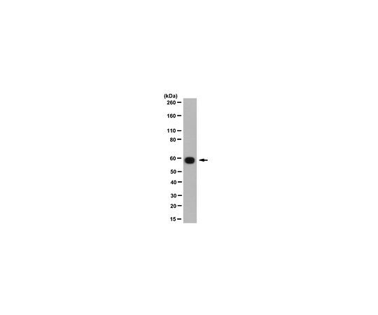 Anti-PPIase FKBP4 Antibody, clone KN382/EC1 MABS1248