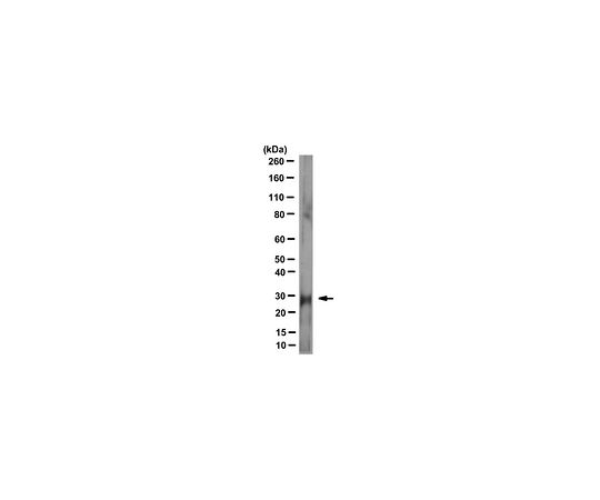 62-8524-42 Anti-LOX-1 Antibody clone 15C4 MABS1266 アズワン 大人気安い