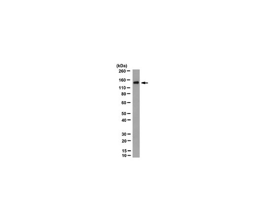 Anti-Cas9 Antibody, C-term. clone 10C11-A12