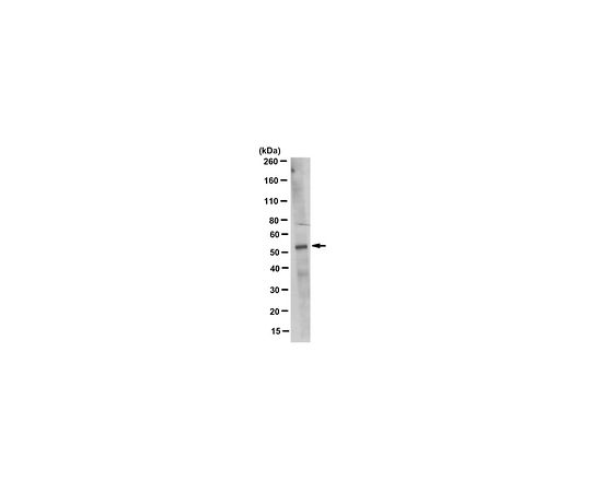 Anti-GATA2 Antibody, clone 3C10.1
