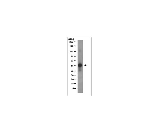 62-8525-88 Anti-Syndecan-1 Antibody clone 11G2.1 MABT177 アズワン 正規店低価