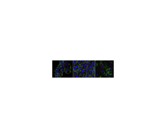 Anti-gamma-Actin/ACTG1 Antibody, clone 2A3