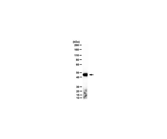 62-8526-98 Antibody clone 2A3 MABT824 アズワン Anti-gamma-Actin&x2F;ACTG1 大人気即納