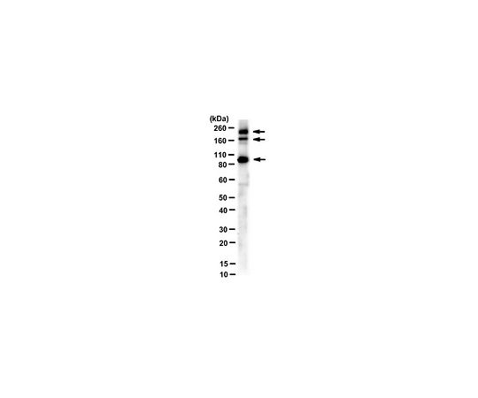62-8527-05 Anti-Myoferlin Antibody clone 159 MABT828 アズワン 国産正規店