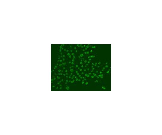 Anti-BrdU (Ab-3) Mouse mAb (Mobu-1)