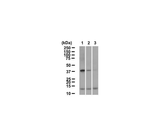 62-8528-64 CysteineSulfenicAcidProbeDCP-Bio-1-1MG NS1226-1MG アズワン 正規品新作