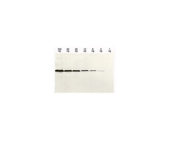 Anti-Histidine-Tagged Protein Mouse mAb (13/45/31/2)