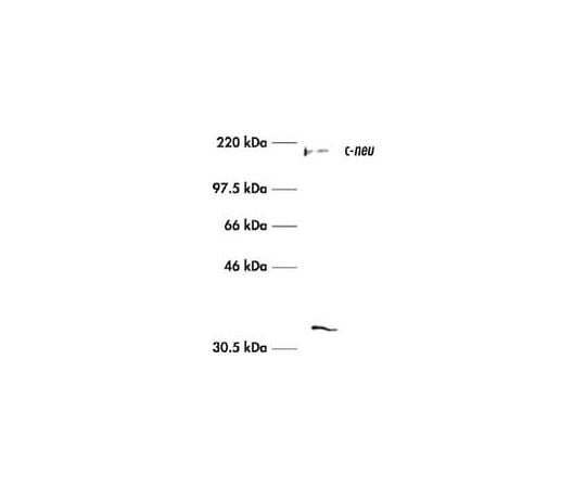 Anti-c-ErbB2/c-Neu (Ab-3) Mouse mAb (3B5)
