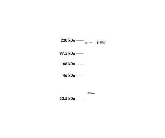 Anti-c-ErbB2/c-Neu (Ab-3) Mouse mAb (3B5)