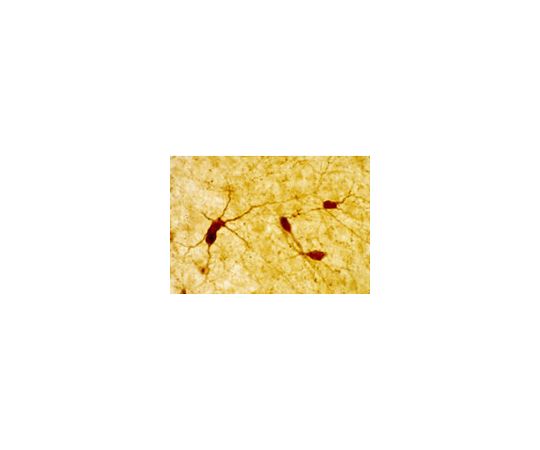 Anti-Neuropeptide Y Rabbit pAb