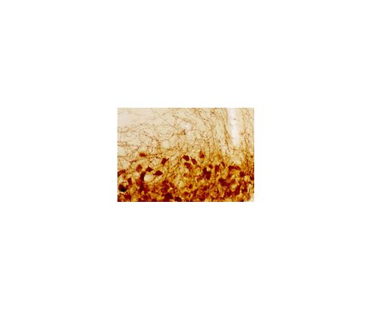Anti-Vasopressin Rabbit pAb