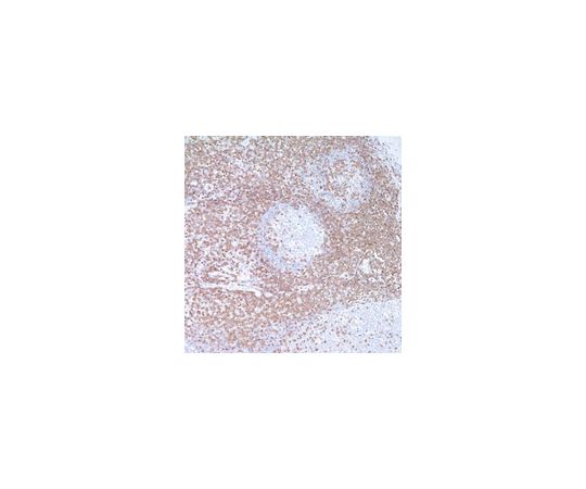 Anti-CD3 Rabbit pAb