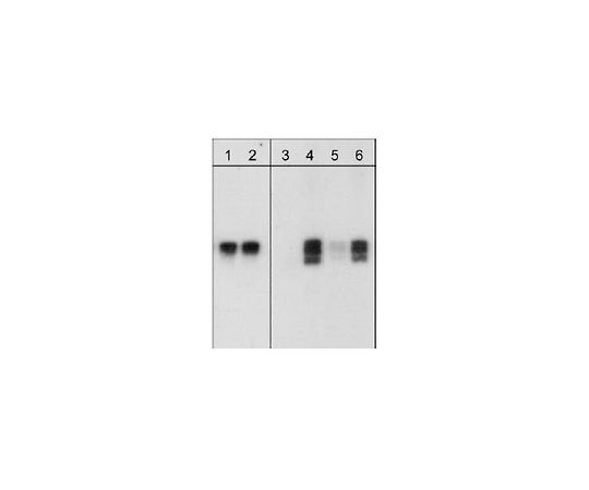 PhosphoDetect(TM) Anti-RhoA (pSer188) Rabbit pAb