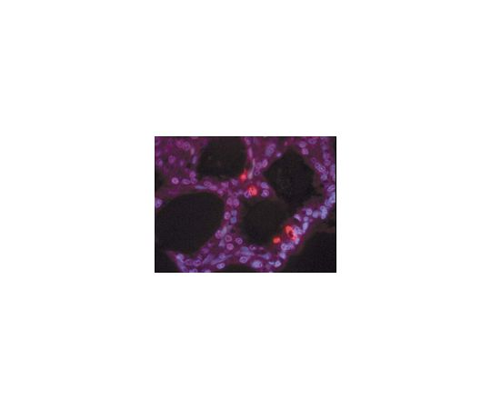 ApopTag（R） Positive Control Slides, rat mammary gland 4d post weaning; 5 ea S7115