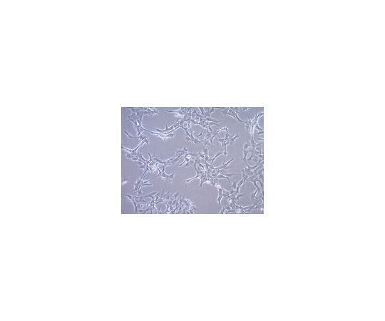 取扱を終了した商品ですGT1-7 Mouse Hypothalamic GnRH Neuronal Cell Line SCC116 62-8531-90 アズワン 得価大得価
