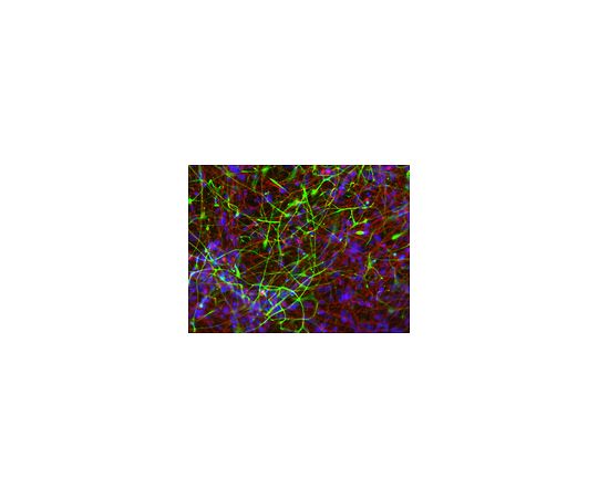 Human ES/iPS Neuronal Differentiation Medium