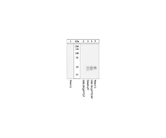 PhosphoDetect(TM) Anti-Glycogen Synthase Kinase-3α/β (pTyr279/216) Rabbit pAb