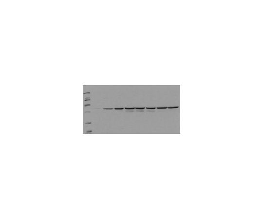 PhosphoDetect(TM) Anti-Fos (pSer374) Mouse mAb (34E4)