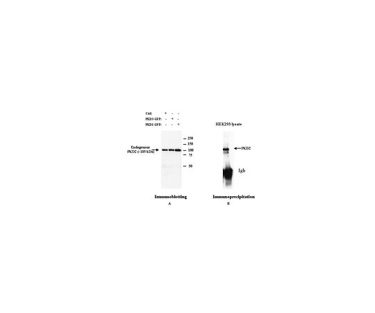 Anti-PKD2 Rabbit pAb