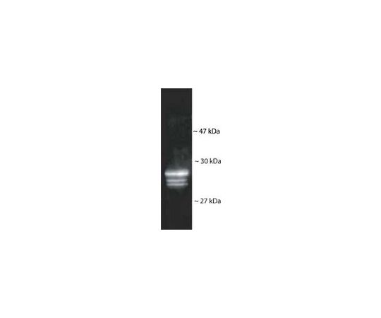 Anti-20S Proteasome Core Subunits Rabbit pAb