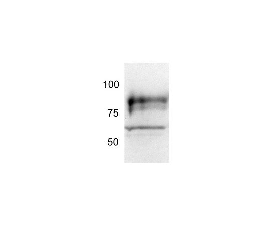 Anti-TORC2 (454-607) Rabbit pAb