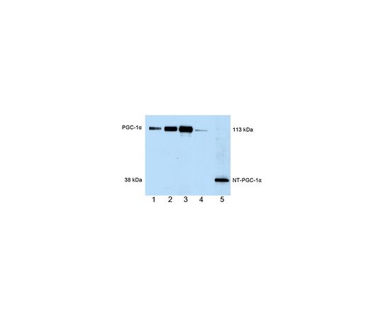 Anti-PGC-1α Mouse mAb (4C1.3)