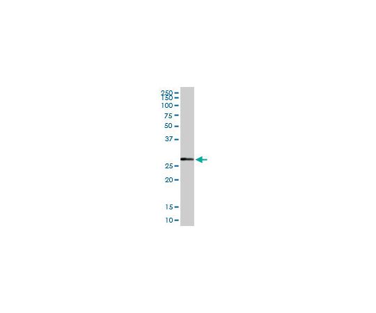 Anti-NQO1 Rabbit pAb
