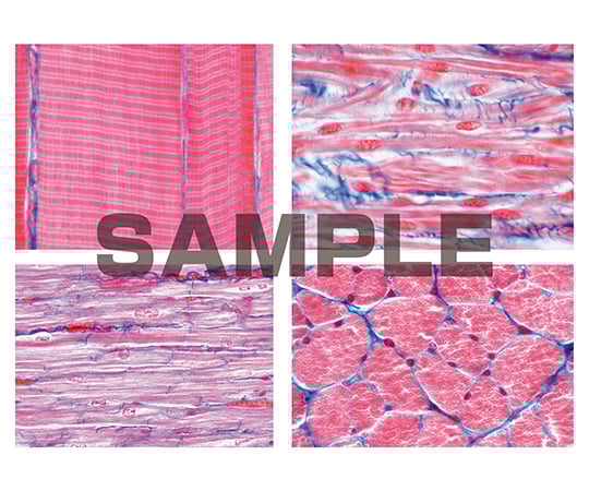 62 9213 02 プレパラート ヒトと哺乳類の組織学 筋肉組織 英語版 1020480 Axel アズワン