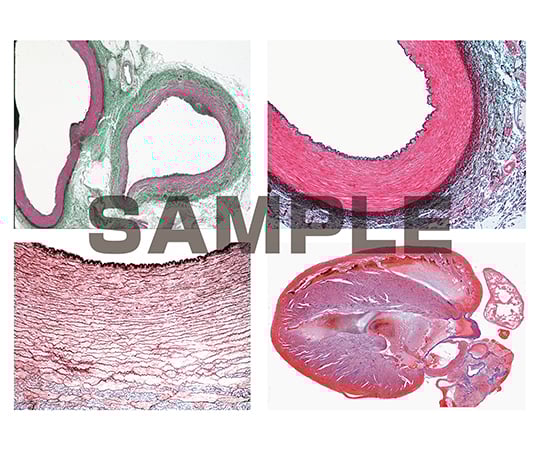 プレパラート ヒトと哺乳類の組織学 循環器系 英語版 1セット（8枚入）