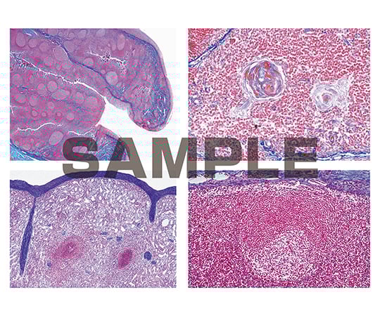 プレパラート ヒトと哺乳類の組織学 リンパ組織 英語版 1セット（6枚入）