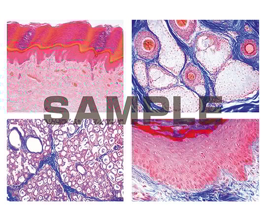 プレパラート ヒトと哺乳類の組織学 皮膚と外皮 英語版 1セット（10枚入）