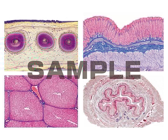 プレパラート ヒトと哺乳類の組織学 消化器系 英語版 1セット（15枚入）