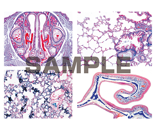 プレパラート ヒトと哺乳類の組織学 呼吸器系 英語版 1セット（6枚入）