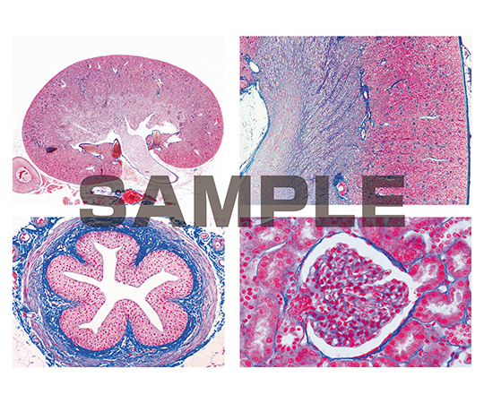 プレパラート ヒトと哺乳類の組織学 泌尿器系 英語版 1セット（6枚入）