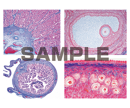 プレパラート ヒトと哺乳類の組織学 雌性生殖器 英語版 1セット（10枚入）