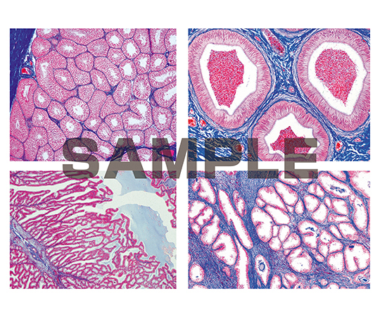 プレパラート ヒトと哺乳類の組織学 雄性生殖器 英語版 1セット（7枚入）
