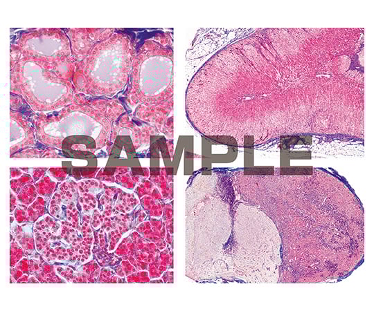 プレパラート ヒトと哺乳類の組織学 内分泌系 英語版 1セット（6枚入）