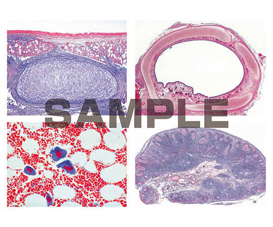 プレパラート 呼吸/循環器系 英語版 1セット（10枚入）