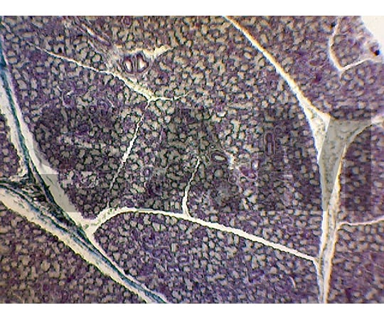 プレパラート 消化器系 英語版 1セット（11枚入）