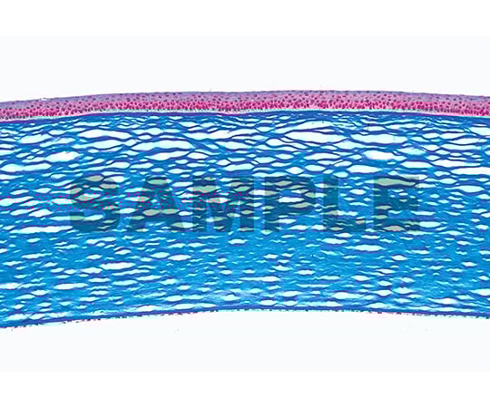 プレパラート 感覚器官 英語版 1セット（10枚入）