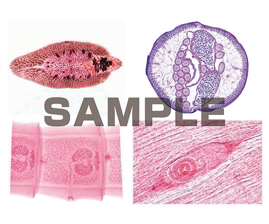 62 9213 29 プレパラート 寄生虫学総論 ラージセット 英語版 W Axel アズワン 62 9213 29 プレパラート 寄生虫学総論 ラージセット 英語版 W Axel アズワン