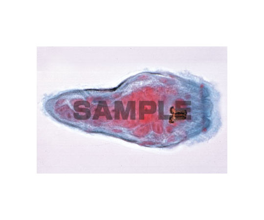 【専用ページ】免疫・寄生虫・微生物・医学総論セット 専用ページ】免疫・寄生虫・微生物・医学総論セット