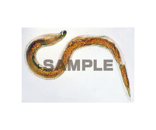 62 9213 29 プレパラート 寄生虫学総論 ラージセット 英語版 W Axel アズワン 62 9213 29 プレパラート 寄生虫学総論 ラージセット 英語版 W Axel アズワン