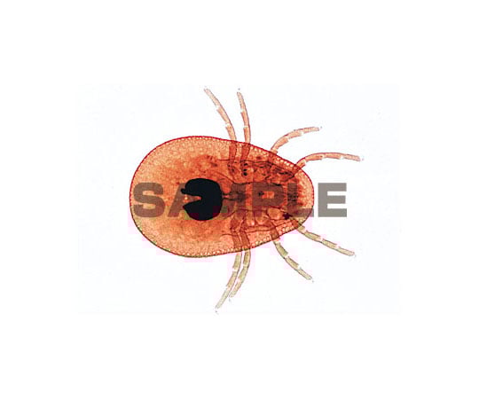 62 9213 29 プレパラート 寄生虫学総論 ラージセット 英語版 W Axel アズワン 62 9213 29 プレパラート 寄生虫学総論 ラージセット 英語版 W Axel アズワン