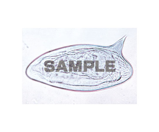 62 9213 29 プレパラート 寄生虫学総論 ラージセット 英語版 W Axel アズワン 62 9213 29 プレパラート 寄生虫学総論 ラージセット 英語版 W Axel アズワン