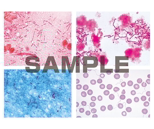 プレパラート 病原菌 英語版 1セット（25枚入）